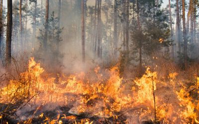 Candidaturas à Linha de Apoio Regenerar Empresas do Turismo – Incêndios 2023 (ATUALIZAÇÃO)